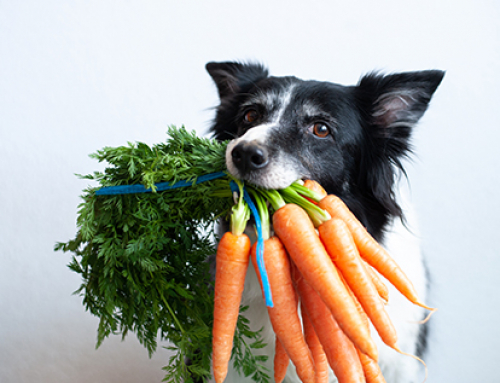 Alimentação natural para pets: um mercado em crescimento para donos de pet shops